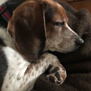 Meet your Posher, Abbey